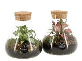 Terrarium 10cm arrangement 90468 - Green Plant The Horti House