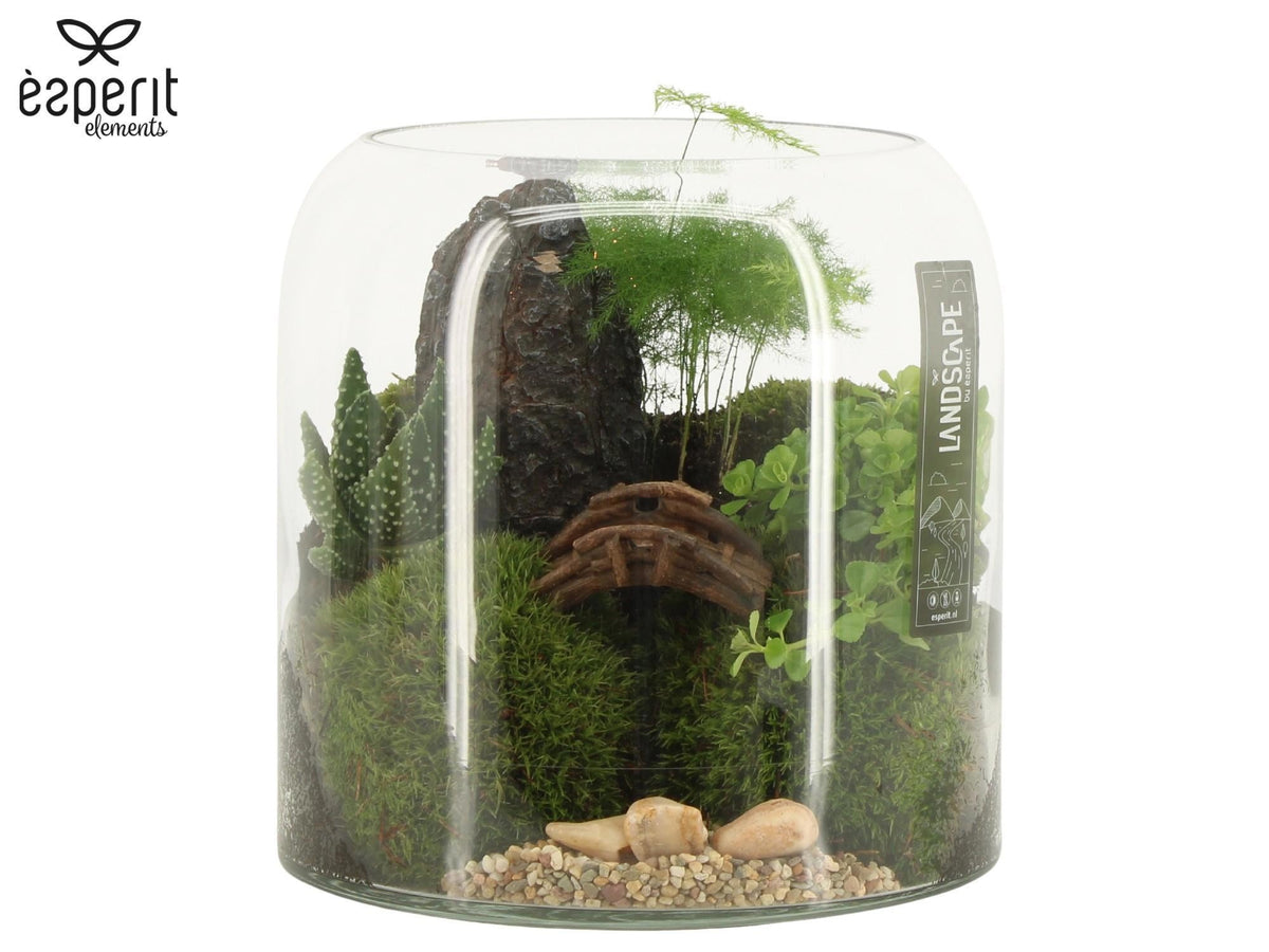 Terrarium 30cm Landscape - Green Plant The Horti House