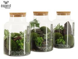 Terrarium 17cm Landscape - Green Plant The Horti House