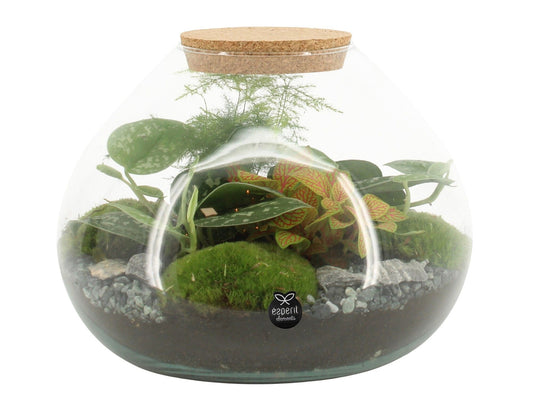 Terrarium 25cm arrangement 90515 - Green Plant The Horti House