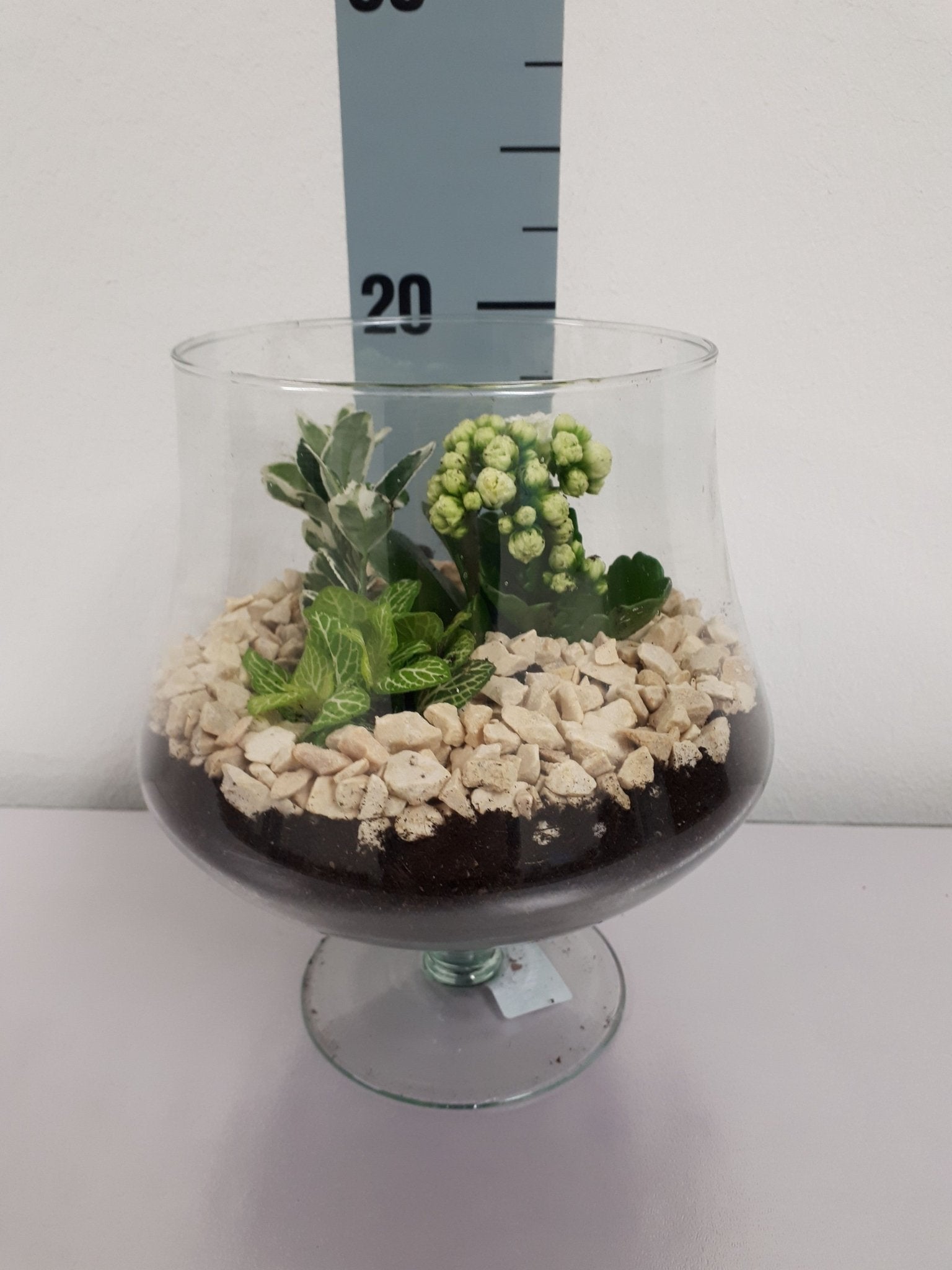Arrangement 19cm Glass Brandy - Green Plant The Horti House
