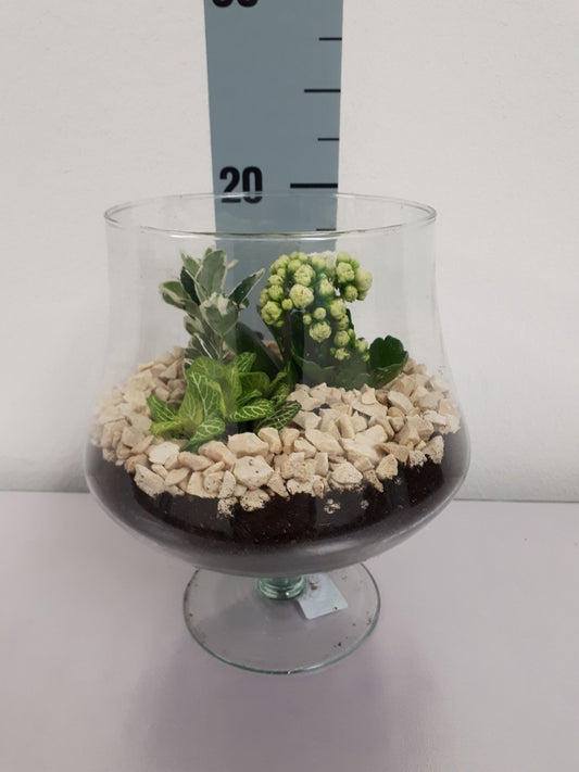 Arrangement 19cm Glass Brandy - Green Plant The Horti House