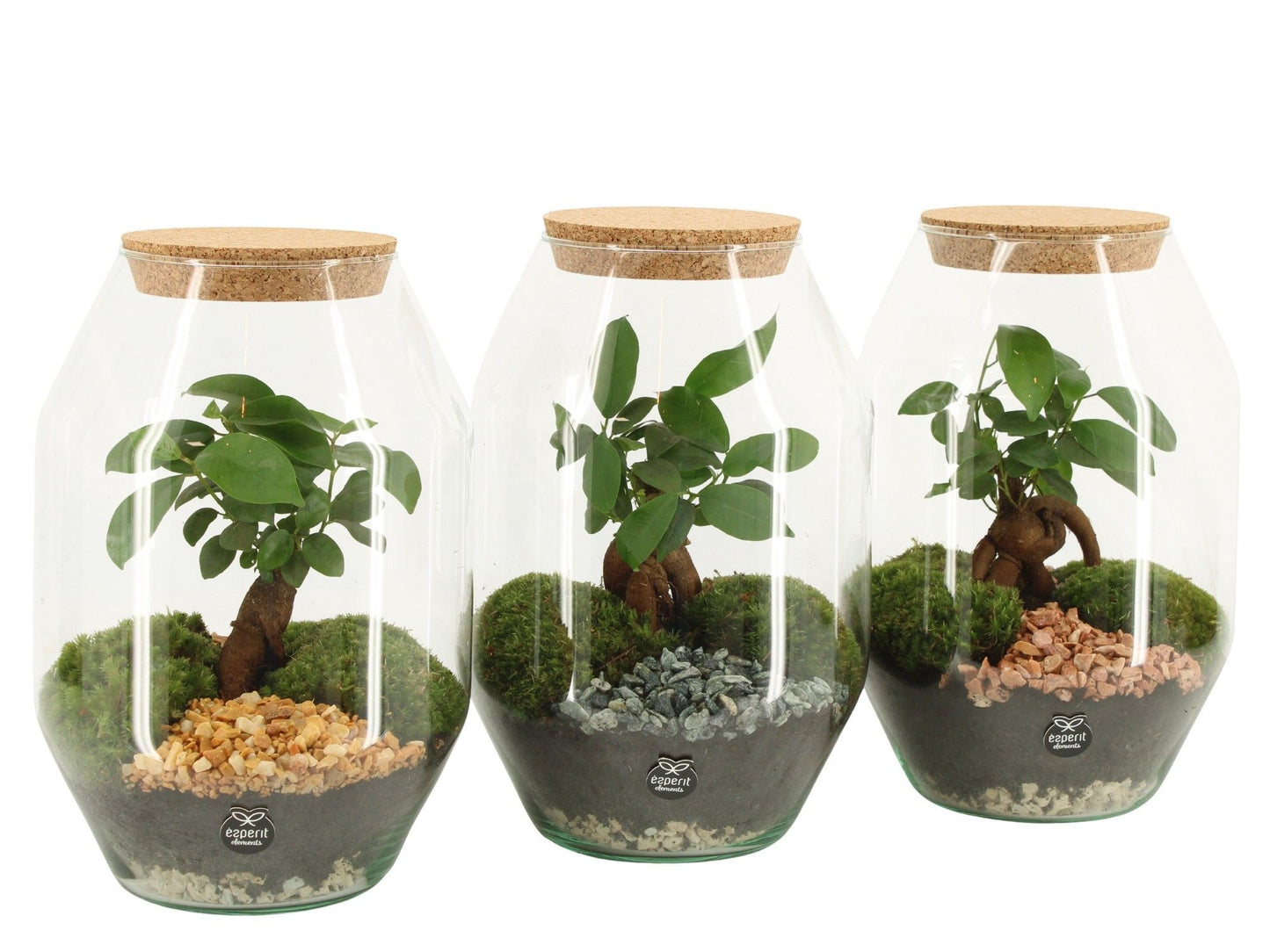 Terrarium 17cm arrangement 90805 - Planted Arrangements The Horti House