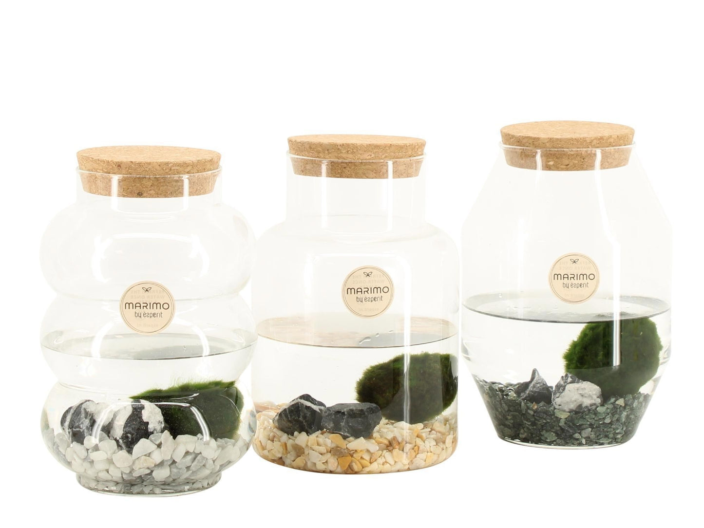 Marimo 12cm arrangement 90996 - Planted Arrangements The Horti House