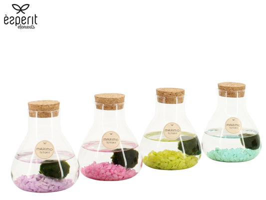 Marimo 10cm arrangement 90945 - Planted Arrangements The Horti House