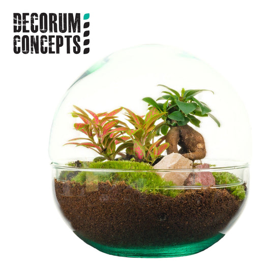 Terrarium 20cm Earth - Planted Arrangements The Horti House