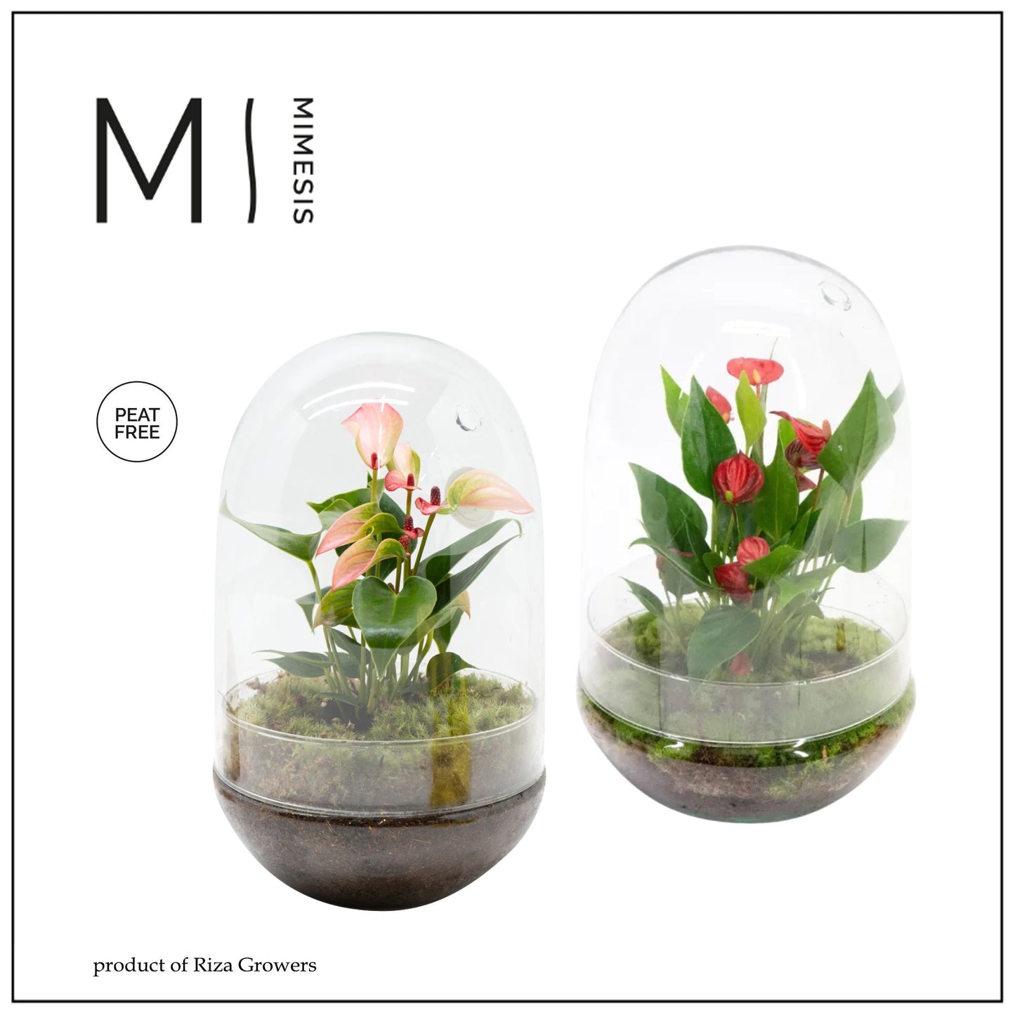 Anthurium 14cm Terrarium Nature - Planted Arrangements The Horti House