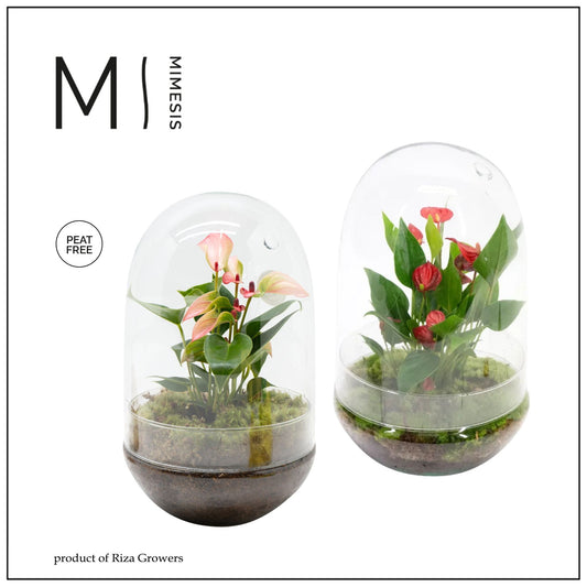 Anthurium 14cm Terrarium Nature - Planted Arrangements The Horti House