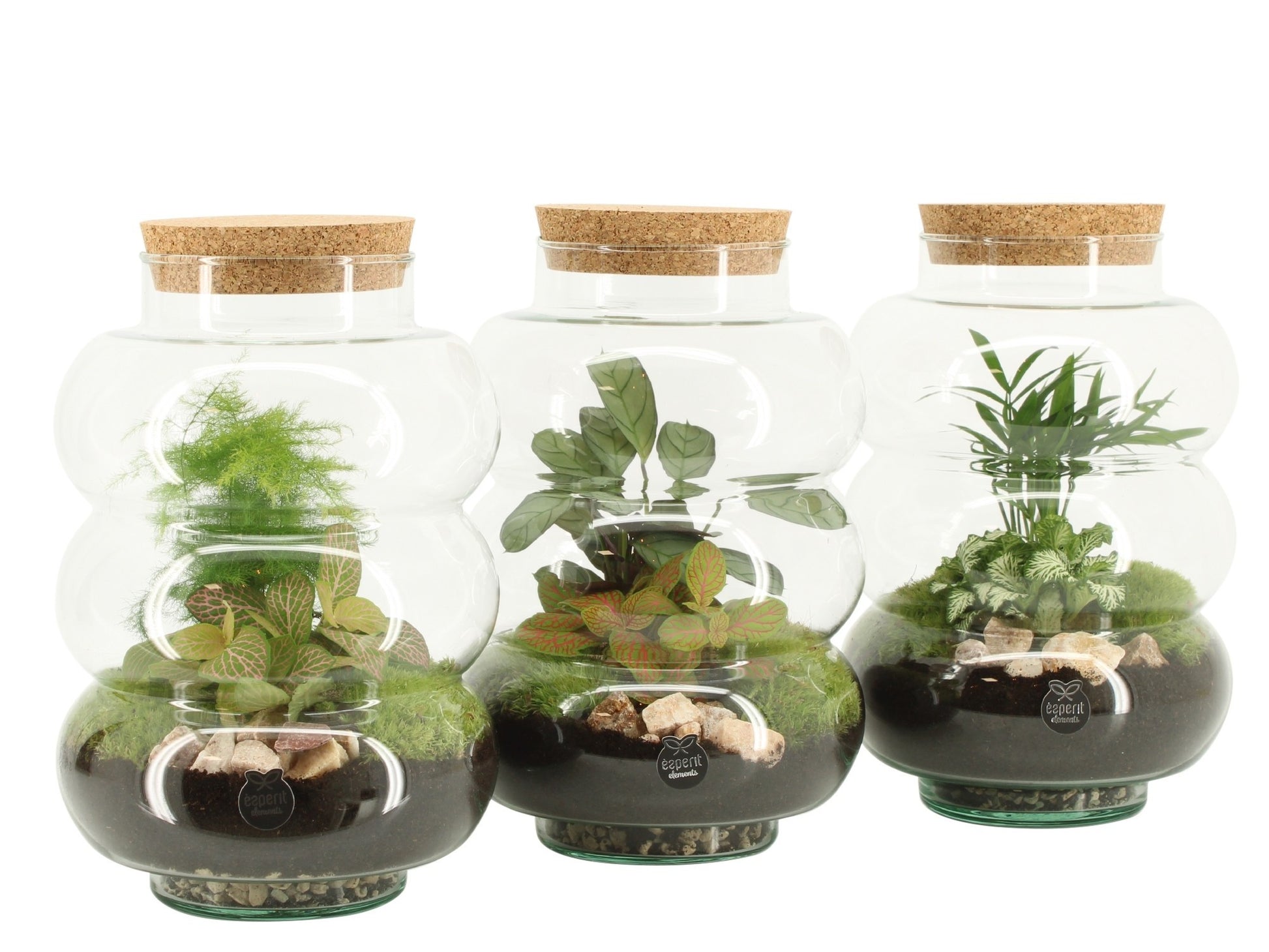 Terrarium 17cm arrangement 90579 - Planted Arrangements The Horti House