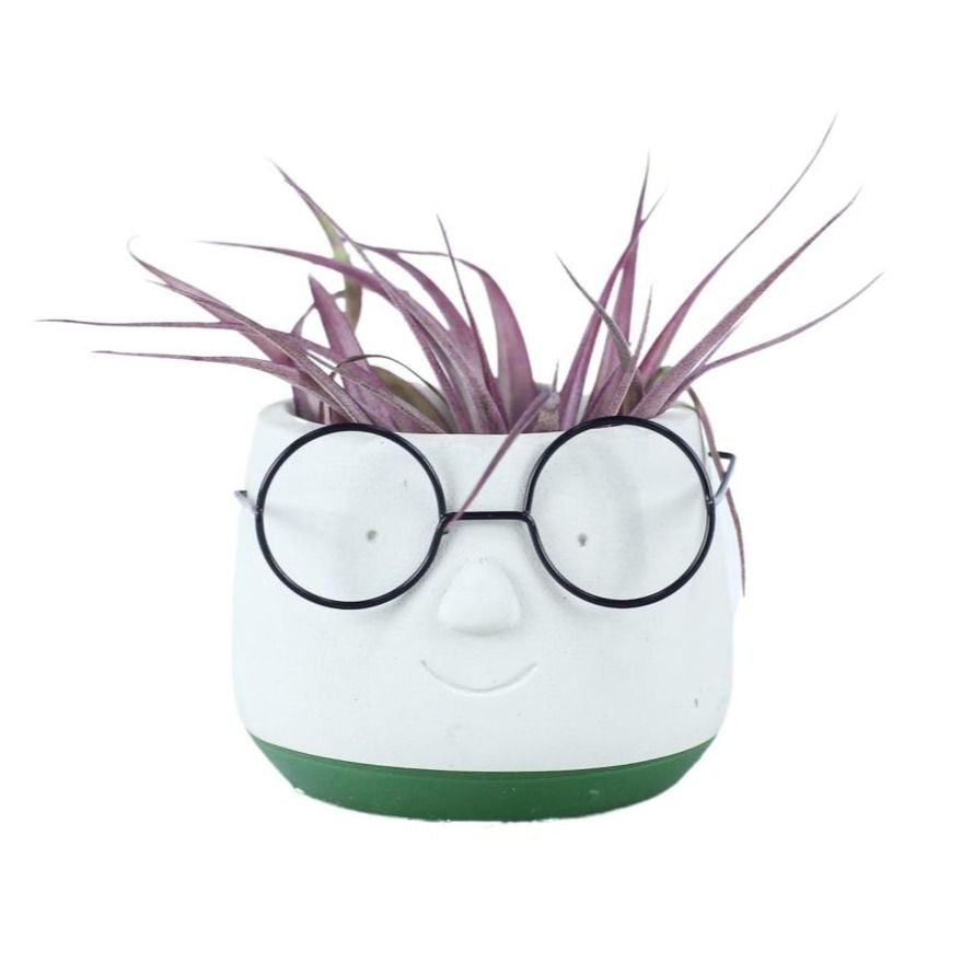 Tillandsia 8cm in Ceramic v2 - Green Plant The Horti House