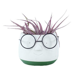 Tillandsia 8cm in Ceramic v2 - Green Plant The Horti House