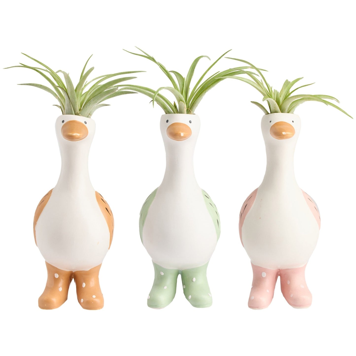 Tillandsia 4cm Goose in Boots - Airplants The Horti House
