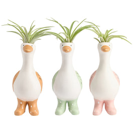 Tillandsia 4cm Goose in Boots - Airplants The Horti House