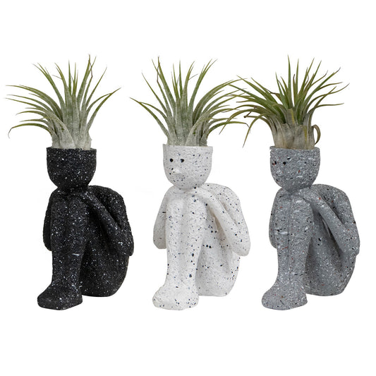 Tillandsia 4cm Thinkers - Airplants The Horti House