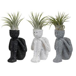 Tillandsia 4cm Thinkers - Airplants The Horti House