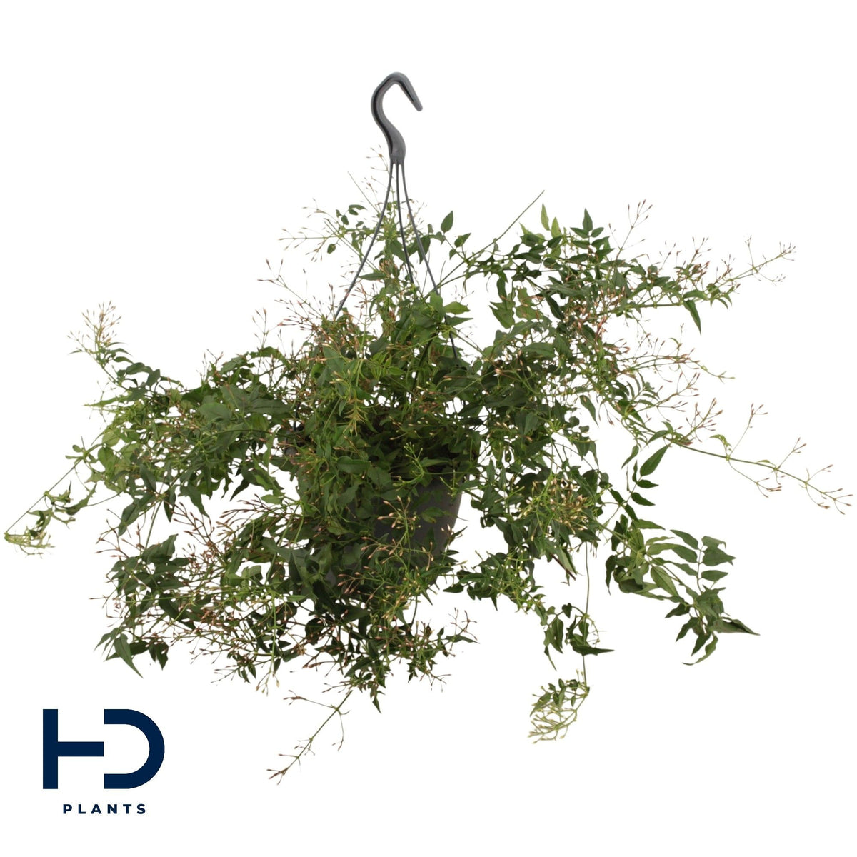 Jasmine 17cm Hanging Basket - Green Plant The Horti House
