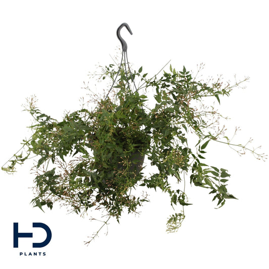 Jasmine 17cm Hanging Basket - Green Plant The Horti House