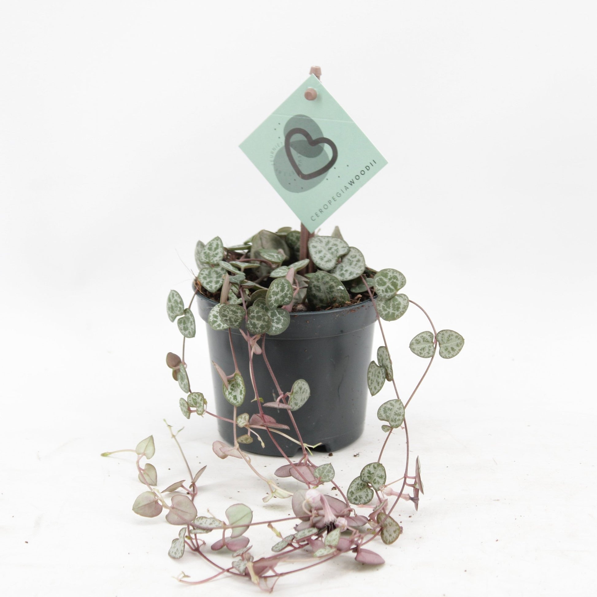 Ceropegia 8.5cm Woodii - Green Plant The Horti House