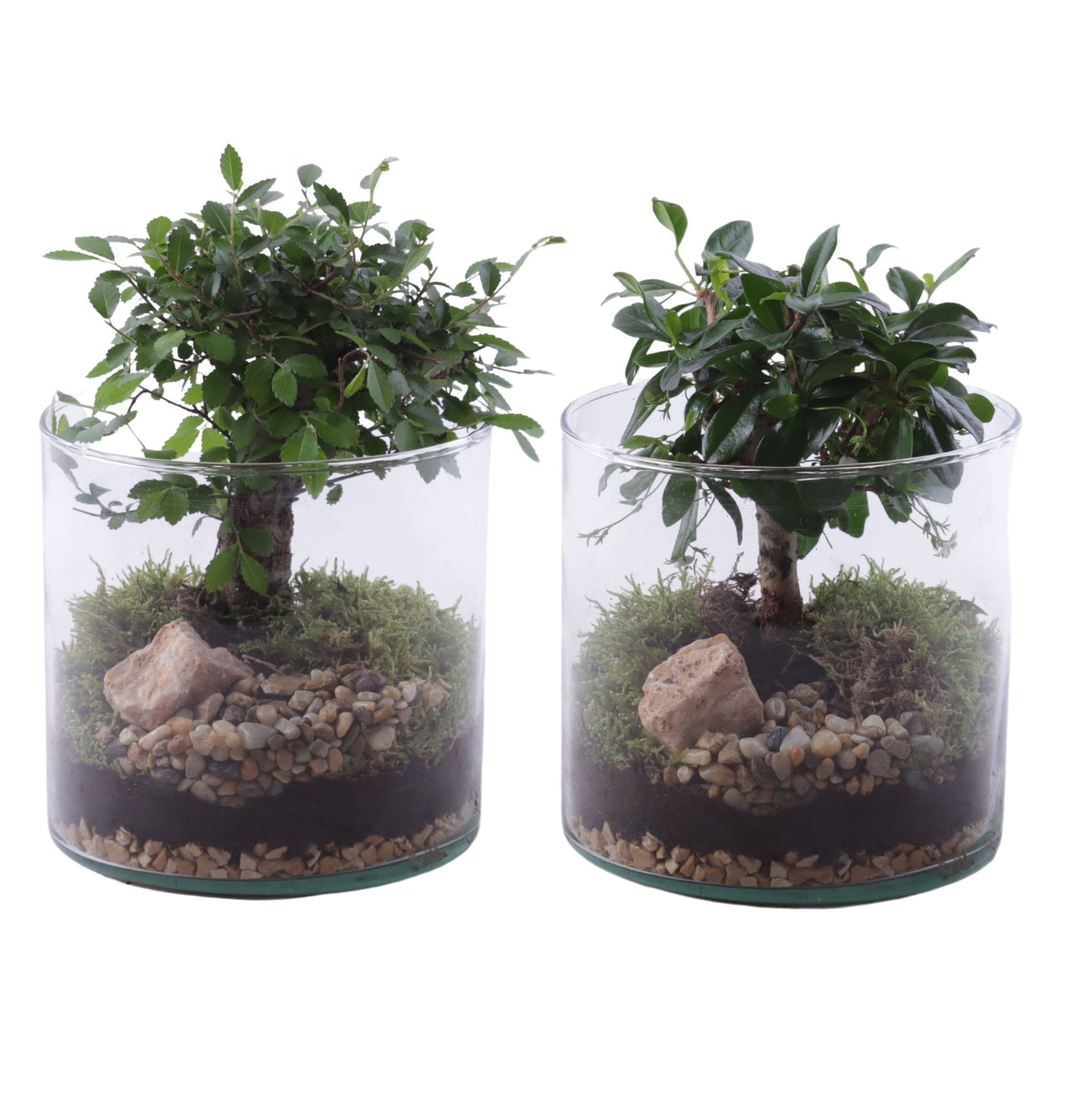 Bonsai 15cm Glass Vase - Planted Arrangements The Horti House