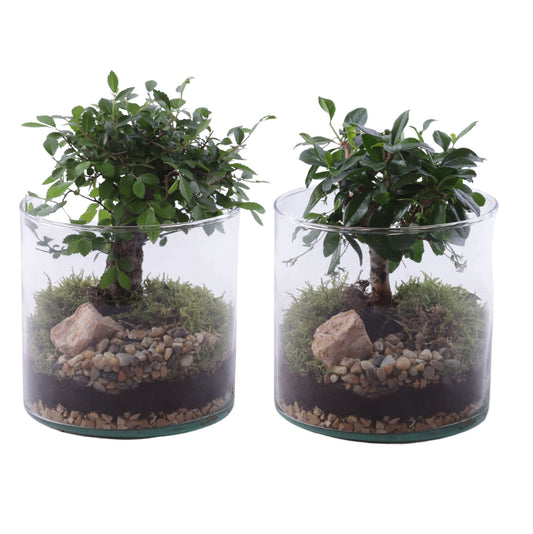 Bonsai 15cm Glass Vase - Planted Arrangements The Horti House