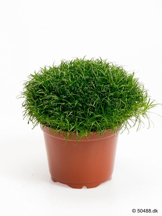 Sagina 5.5cm - Foliage The Horti House