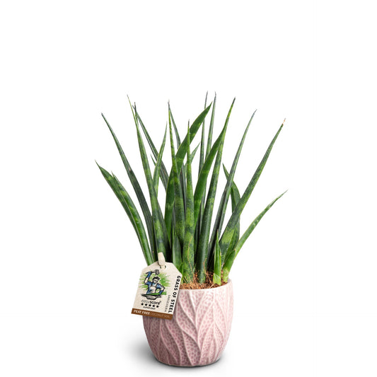 Sansevieria 10cm Parva in Ceramic - Foliage The Horti House