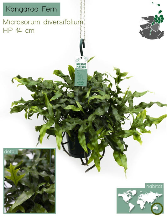 Microsorum 14cm Diversifolium - Hanging The Horti House