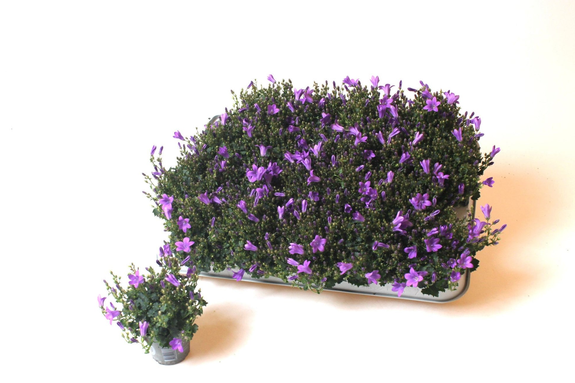 Campanula 6cm Royal Blue - Flowering The Horti House