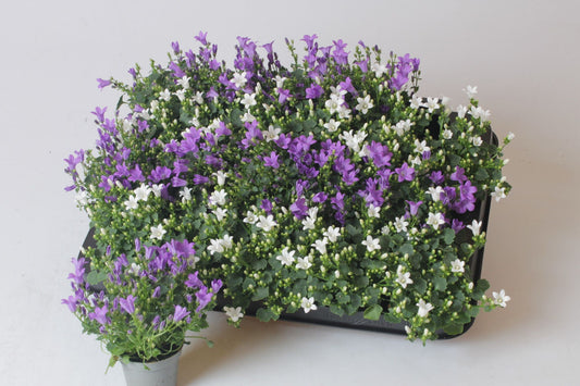 Campanula 6cm Mixed - Flowering The Horti House