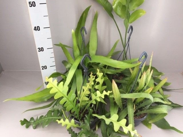 Epiphyllum 14cm mix - Succulent The Horti House