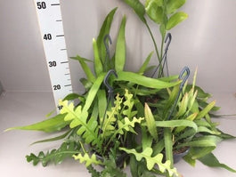 Epiphyllum 14cm mix - Succulent The Horti House