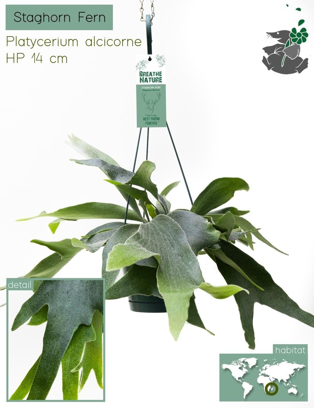 Platycerium 14cm Alcicorne - Hanging The Horti House