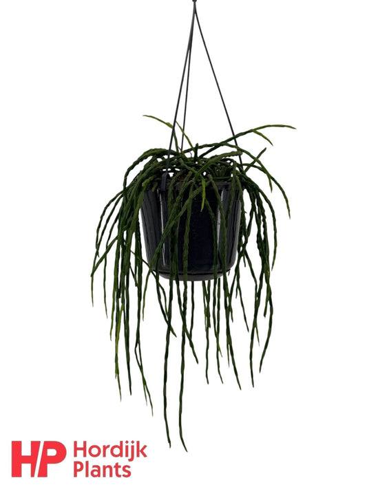 Rhipsalis 15cm Paradoxa Minor - Succulent The Horti House