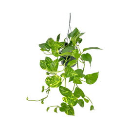 Hanging Epipremnum 15cm Aureum - Green Plant The Horti House