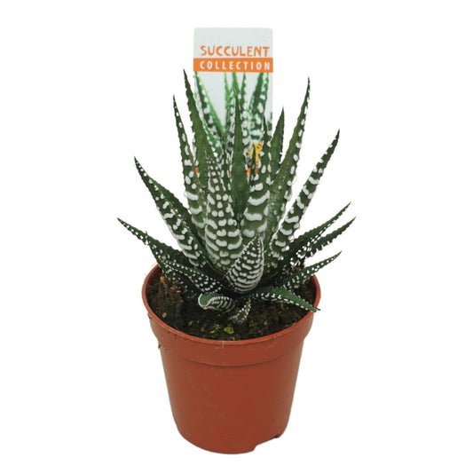 Haworthia 5.5cm Bigband - Green Plant The Horti House