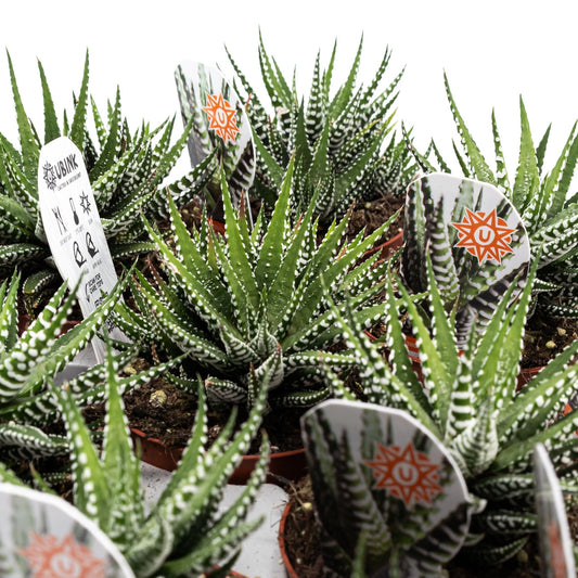 Haworthia 8.5cm Big Band - Green Plant The Horti House