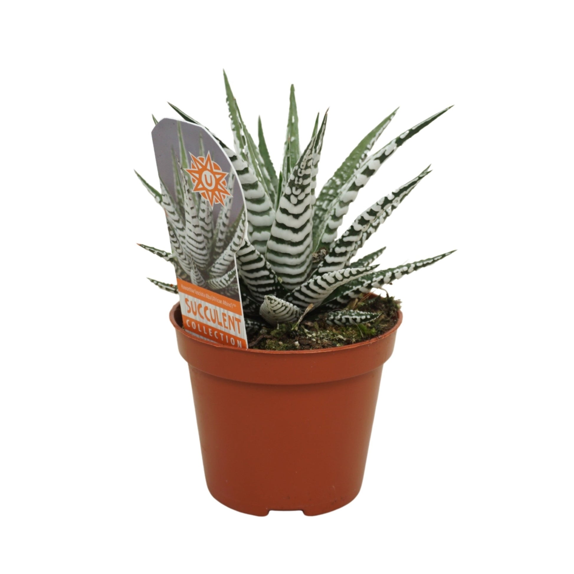 Haworthia 8.5cm Fasciator Alba - Green Plant The Horti House