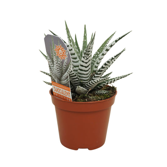 Haworthia 8.5cm Fasciator Alba - Green Plant The Horti House
