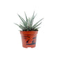 Haworthia 8.5cm Fasciata Alba - Succulent The Horti House
