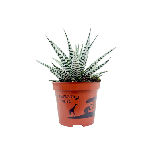 Haworthia 8.5cm Fasciata Alba - Succulent The Horti House