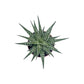 Haworthia 8.5cm Fasciata Alba - Succulent The Horti House
