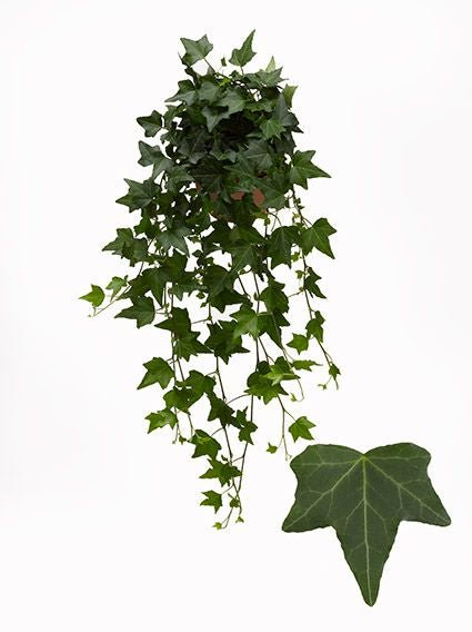 Hedera 13cm Green - Green Plant The Horti House