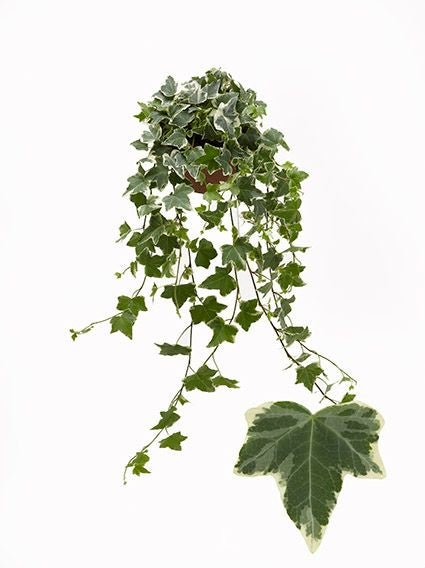 Hedera 13cm Variegated White - Green Plant The Horti House