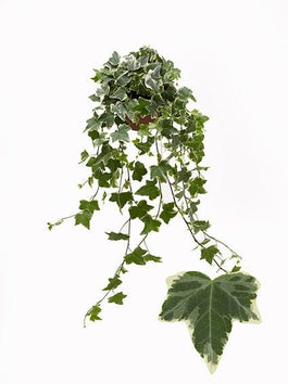 Hedera 13cm Variegated White - Green Plant The Horti House