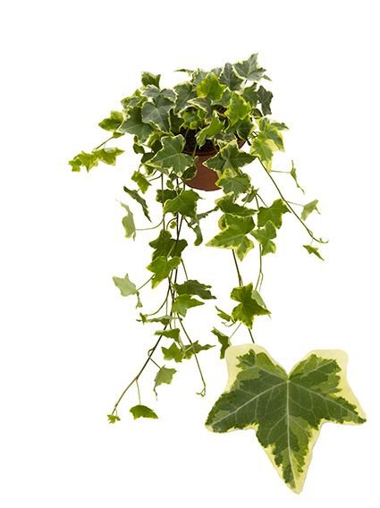 Hedera 13cm Yellow Variegated - Green Plant The Horti House