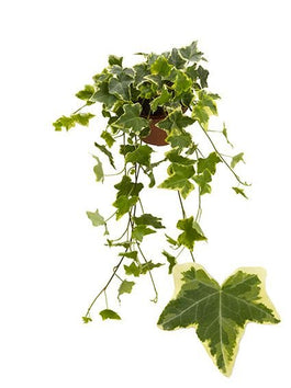 Hedera 13cm Yellow Variegated - Green Plant The Horti House