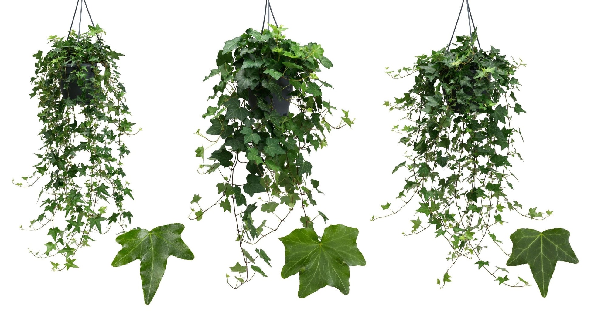 Hedera 19cm Hanging Green - Green Plant The Horti House