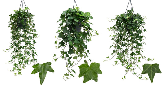 Hedera 19cm Hanging Green - Green Plant The Horti House