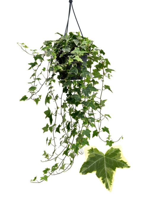 Hedera 19cm Hanging Variegated Yellow - Hanging The Horti House