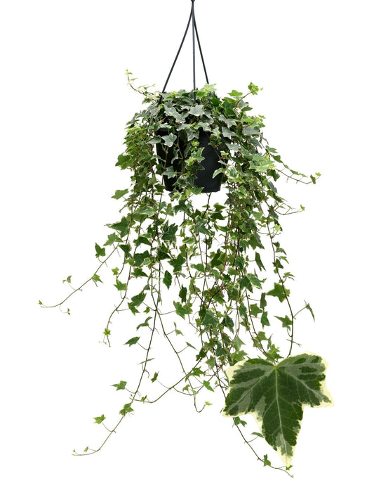 Hedera 19cm Hanging White Variegated - Hanging The Horti House